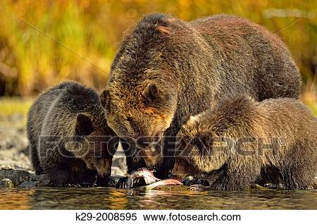 Grizzly bear (Ursus arctos)- Family hunting and feeding along a riverbank during the sockeye salmon run, Chilcotin Wilderness, BC Interior, Canada. View Large Photo Image Stock Photography - Grizzly bear (Ursus arctos)- Family hunting and feeding along a riverbank during the sockeye salmon run, Chilcotin Wilderness, BC Interior, Canada.. Fotosearch