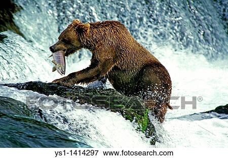 GRIZZLY BEAR ursus arctos horribilis, ADULT FISHING SALMON, BROOKS FALLS IN ALASKA View Large Photo Image Stock Photo - GRIZZLY BEAR ursus arctos horribilis, ADULT FISHING SALMON, BROOKS FALLS IN ALASKA. Fotosearch