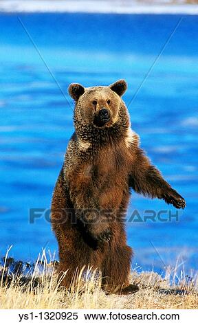 GRIZZLY BEAR ursus arctos horribilis, ADULT STANDING ON HIND LEGS, ALASKA View Large Photo Image Stock Photography - GRIZZLY BEAR ursus arctos horribilis, ADULT STANDING ON HIND LEGS, ALASKA. Fotosearch