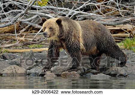Grizzly bear (Ursus arctos)- Hunting for spawning salmon along the shoreline of a salmon river, Chilcotin Wilderness, BC Interior, Canada. View Large Photo Image Stock Image - Grizzly bear (Ursus arctos)- Hunting for spawning salmon along the shoreline of a salmon river, Chilcotin Wilderness, BC Interior, Canada.. Fotosearch