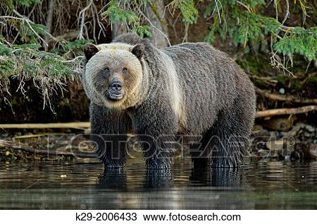 Grizzly bear (Ursus arctos)- Hunting for spawning salmon along the shoreline of a salmon river, Chilcotin Wilderness, BC Interior, Canada. View Large Photo Image Stock Image - Grizzly bear (Ursus arctos)- Hunting for spawning salmon along the shoreline of a salmon river, Chilcotin Wilderness, BC Interior, Canada.. Fotosearch