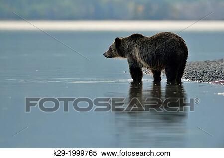 Grizzly bear (Ursus arctos)- Looking for salmon along the shoreline of Chilko Lake. Chilcotin Wilderness, BC Interior, Canada View Large Photo Image Stock Photography - Grizzly bear (Ursus arctos)- Looking for salmon along the shoreline of Chilko Lake. Chilcotin Wilderness, BC Interior, Canada. Fotosearch