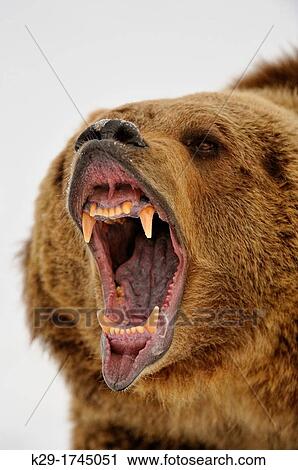 Grizzly bear Ursus arctos Snarling, fierce expression, Bozeman, Montana, USA View Large Photo Image Stock Image - Grizzly bear Ursus arctos Snarling, fierce expression, Bozeman, Montana, USA. Fotosearch