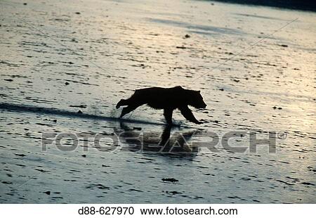 Grizzly bear (Ursus arctos) View Large Photo Image Stock Image - Grizzly bear (Ursus arctos). Fotosearch