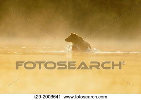 Stock Image - Grizzly bear (Ursus arctos)- Yearling (second-year) cub splashing in a salmon river during the autumn spawning season, Chilcotin Wilderness, BC Interior, Canada.. Fotosearch