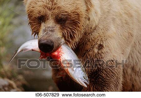 Grizzly bear with caught salmon (Ursus arctos horribilis). Brooks river, Katmai National Park, Alaska, USA View Large Photo Image Stock Photo - Grizzly bear with caught salmon (Ursus arctos horribilis). Brooks river, Katmai National Park, Alaska, USA. Fotosearch