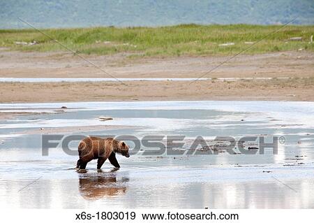 Stock Photo - Grizzly bears - Ursus arctos - at Katmai National Park, Alaska, U S A. Fotosearch