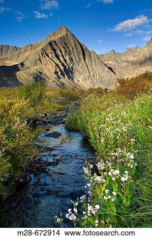 Grizzly Creek, Tombstone Territorial Park, Yukon, Canada View Large Photo Image Picture - Grizzly Creek, Tombstone Territorial Park, Yukon, Canada. Fotosearch