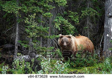 Grizzlyb? r / Grizzly Bear / Ursus artos horribilis / Kluane-Nationalpark, Kluane National Park and Reserve, Kanada, Canada, USA View Large Photo Image Stock Photo - Grizzlyb? r / Grizzly Bear / Ursus artos horribilis / Kluane-Nationalpark, Kluane National Park and Reserve, Kanada, Canada, USA. Fotosearch