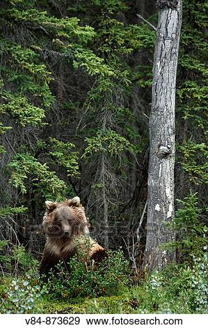 Grizzlyb? r / Grizzly Bear / Ursus artos horribilis / Kluane-Nationalpark, Kluane National Park and Reserve, Kanada, Canada, USA View Large Photo Image Stock Photo - Grizzlyb? r / Grizzly Bear / Ursus artos horribilis / Kluane-Nationalpark, Kluane National Park and Reserve, Kanada, Canada, USA. Fotosearch