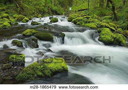 Groton Creek, Columbia River Gorge National Scenic Area, Oregon View Large Photo Image Stock Photo - Groton Creek, Columbia River Gorge National Scenic Area, Oregon. Fotosearch