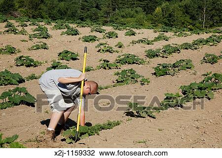 Groton, Massachusetts - A farmer uses a hoe to weed a pumpkin field View Large Photo Image Stock Image - Groton, Massachusetts - A farmer uses a hoe to weed a pumpkin field. Fotosearch