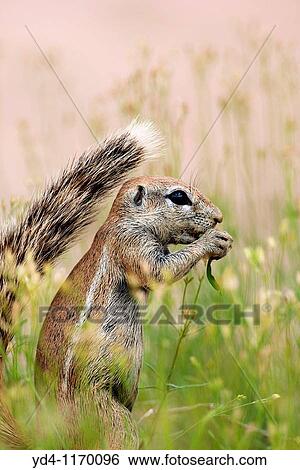 Ground squirrel Xeris inaurus, eating, rainy season, Kgalagadi Transfrontier Park, Kalahari desert, South Africa View Large Photo Image Stock Photograph - Ground squirrel Xeris inaurus, eating, rainy season, Kgalagadi Transfrontier Park, Kalahari desert, South Africa. Fotosearch