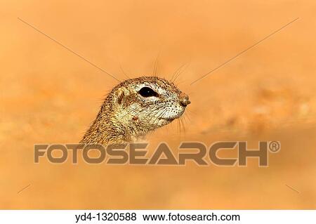 Stock Photo - Ground Squirrel Xerus inauris, lending out of its burrow, Kgalagadi Transfrontier Park, Kalahari desert, South Africa. Fotosearch