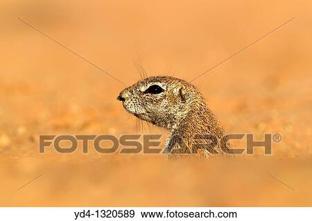 Stock Photo - Ground Squirrel Xerus inauris, lending out of its burrow, Kgalagadi Transfrontier Park, Kalahari desert, South Africa. Fotosearch