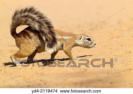 Ground squirrel (Xerus inauris), Kgalagadi Transfrontier Park, Kalahari desert, South Africa. View Large Photo Image Picture - Ground squirrel (Xerus inauris), Kgalagadi Transfrontier Park, Kalahari desert, South Africa.. Fotosearch