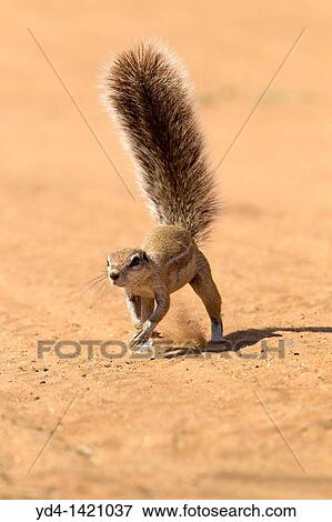 Stock Photo - Ground Squirrel Xerus inauris, running, Mabuasehube, Kgalagadi Transfrontier Park, Kalahari desert, Botswana. Fotosearch