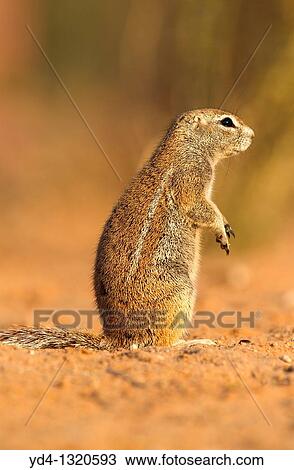 Ground Squirrel Xerus inauris, Kgalagadi Transfrontier Park, Kalahari desert, South Africa View Large Photo Image Stock Image - Ground Squirrel Xerus inauris, Kgalagadi Transfrontier Park, Kalahari desert, South Africa. Fotosearch