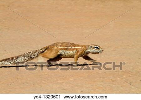Ground squirrel Xerus inauris, Kgalagadi Transfrontier Park, Kalahari desert, South Africa View Large Photo Image Stock Image - Ground squirrel Xerus inauris, Kgalagadi Transfrontier Park, Kalahari desert, South Africa. Fotosearch