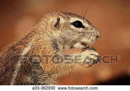 Stock Image - Ground Squirrel (Xerus inaurus). Kgalagadi Transfrontier Park, Kalahari. South Africa.. Fotosearch