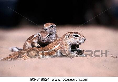 Picture - Ground squirrels (Xerus inauris). Kgalagadi Transfrontier Park. South Africa.. Fotosearch