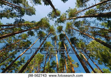 Ground view in forest. Mecklenburg-Western Pommerania, Germany, Europe. View Large Photo Image Stock Image - Ground view in forest. Mecklenburg-Western Pommerania, Germany, Europe.. Fotosearch
