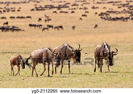 Group of blue wildebeests (Connochaetes taurinus), Great Migration, Maasai Mara National Reserve, Rift Valley, Kenya, Africa. View Large Photo Image Stock Photography - Group of blue wildebeests (Connochaetes taurinus), Great Migration, Maasai Mara National Reserve, Rift Valley, Kenya, Africa.. Fotosearch