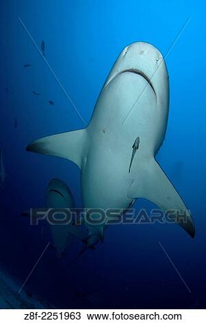 Group of Bull shark, Carcharhinus leucas, on their anual migration for reproductive purposes to Riviera Maya, Playa del Carmen Yucatan peninsula Mexico. View Large Photo Image Stock Image - Group of Bull shark, Carcharhinus leucas, on their anual migration for reproductive purposes to Riviera Maya, Playa del Carmen Yucatan peninsula Mexico.. Fotosearch