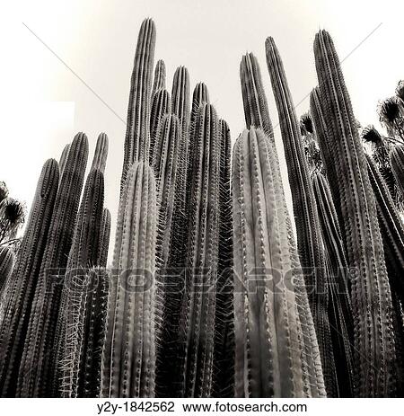 Group of Cactus. View Large Photo Image Stock Image - Group of Cactus.. Fotosearch