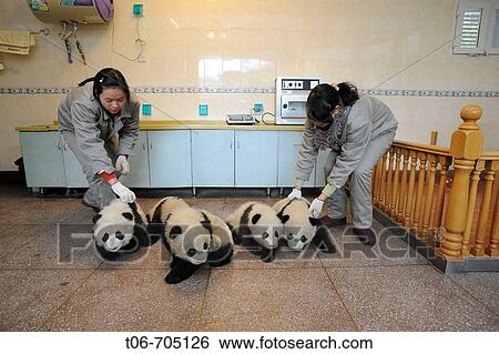 Group of giant panda babies, aged 5 months (Ailuropoda melanoleuca) with keepers in Wolong's nursery, Wolong Nature Reserve, China View Large Photo Image Stock Photograph - Group of giant panda babies, aged 5 months (Ailuropoda melanoleuca) with keepers in Wolong's nursery, Wolong Nature Reserve, China. Fotosearch