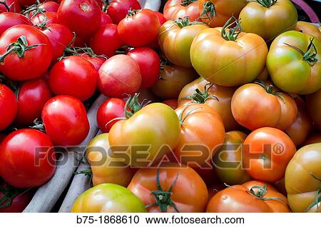 Stock Image - group of green and ripe tomatoes. Fotosearch
