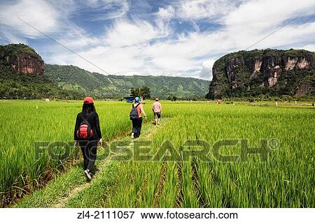 Group of hikers in the rice fields surrounded by cliffs in Harau valley. Indonesia, West Sumatra, Minangkabau Highlands, Bukittinggi area, Harau valley. Model Released. View Large Photo Image Stock Photo - Group of hikers in the rice fields surrounded by cliffs in Harau valley. Indonesia, West Sumatra, Minangkabau Highlands, Bukittinggi area, Harau valley. Model Released.. Fotosearch