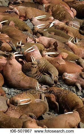 Group of pacific Walrus resting on rock (Odobenus rosmarus). Round Island, Alaska, USA View Large Photo Image Stock Photo - Group of pacific Walrus resting on rock (Odobenus rosmarus). Round Island, Alaska, USA. Fotosearch