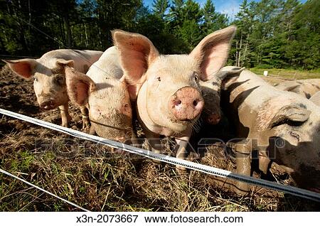 Group of pigs. Lisbon Maine USA View Large Photo Image Stock Photo - Group of pigs. Lisbon Maine USA. Fotosearch