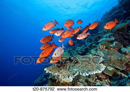 Group of Red Crescent-tail Bigeye, Priacanthus hamrur, Blue Corner, Micronesia, Palau View Large Photo Image Stock Image - Group of Red Crescent-tail Bigeye, Priacanthus hamrur, Blue Corner, Micronesia, Palau. Fotosearch