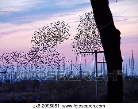 Group of starlings flying at dawn over Sant Carles Marina Resort. Sant Carles de la Rapita Village. Montsia Region, Tarragona Province, Catalonia, Spain. View Large Photo Image Stock Image - Group of starlings flying at dawn over Sant Carles Marina Resort. Sant Carles de la Rapita Village. Montsia Region, Tarragona Province, Catalonia, Spain.. Fotosearch