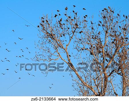 Group of starlings (Sturnus vulgaris). Ebro River Delta Natural Park, Tarragona province, Catalonia, Spain. View Large Photo Image Picture - Group of starlings (Sturnus vulgaris). Ebro River Delta Natural Park, Tarragona province, Catalonia, Spain.. Fotosearch