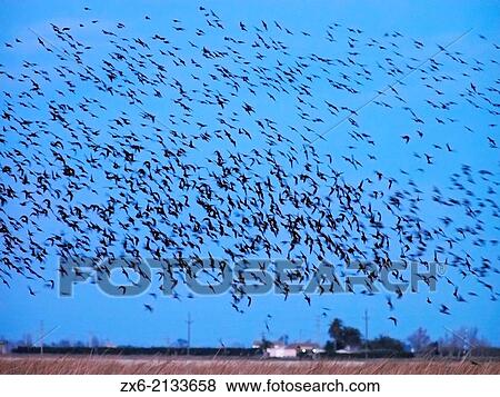 Group of starlings (Sturnus vulgaris) flying over Encanyissada lagoon. Ebro River Delta Natural Park, Tarragona province, Catalonia, Spain. View Large Photo Image Stock Photo - Group of starlings (Sturnus vulgaris) flying over Encanyissada lagoon. Ebro River Delta Natural Park, Tarragona province, Catalonia, Spain.. Fotosearch