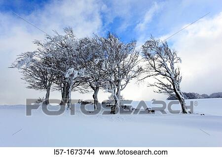 group of tree in winter View Large Photo Image Picture - group of tree in winter. Fotosearch