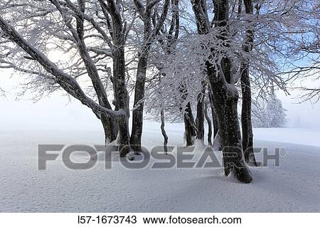 group of tree in winter View Large Photo Image Stock Image - group of tree in winter. Fotosearch