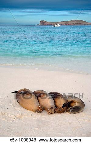 Group seals california (Zalophus californianus wollebacki) resting. Gardner Beach. The Spanish island. Galapagos Islands View Large Photo Image Stock Photo - Group seals california (Zalophus californianus wollebacki) resting. Gardner Beach. The Spanish island. Galapagos Islands. Fotosearch