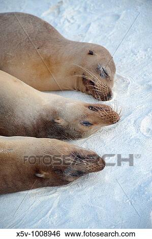 Group seals california (Zalophus californianus wollebacki) resting. Gardner Beach. The Spanish island. Galapagos Islands View Large Photo Image Stock Photograph - Group seals california (Zalophus californianus wollebacki) resting. Gardner Beach. The Spanish island. Galapagos Islands. Fotosearch