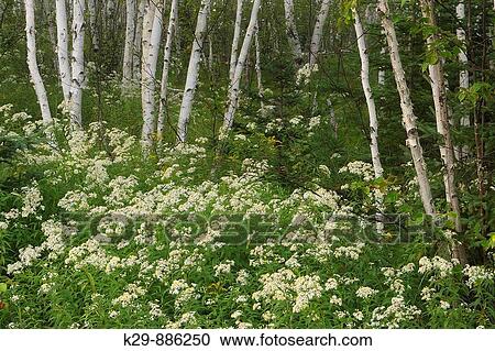 Stock Image - Grove of paper birch trees and flowering asters. Fotosearch