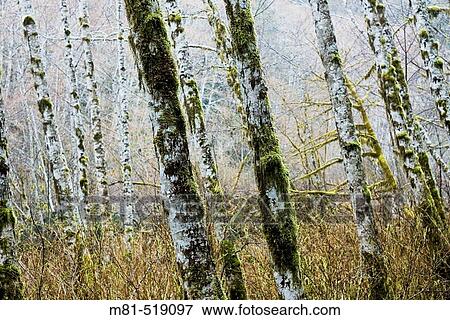 Stock Photo - Grove of Red Alder (Alnus rubra) near the San Juan River. Vancouver Island, British Columbia, 28 Mach 2006.. Fotosearch