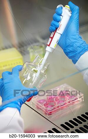 Stock Image - Growth cell line, study of the growth curve of cell line in 6-well plate, Cell Culture cleanroom, Biotechnology Laboratory, Health Area, Alava Technology Park, Technology Centre, Tecnalia Research & Innovation, Miano, Araba, Basque Country, Spain. Fotosearch