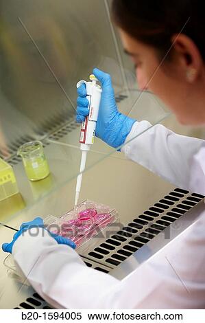 Stock Photography - Growth cell line, study of the growth curve of cell line in 6-well plate, Cell Culture cleanroom, Biotechnology Laboratory, Health Area, Alava Technology Park, Technology Centre, Tecnalia Research & Innovation, Miano, Araba, Basque Country, Spain. Fotosearch