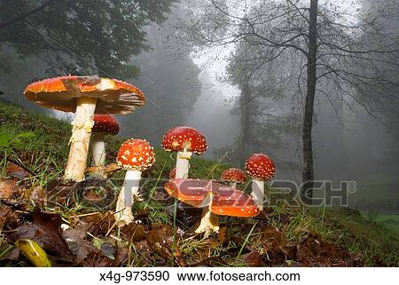 Grupo de setas matamoscas Fly agaric mushrooms Amanita muscaria Parque natural Monte Aloia, Tui, Pontevedra View Large Photo Image Stock Image - Grupo de setas matamoscas Fly agaric mushrooms Amanita muscaria Parque natural Monte Aloia, Tui, Pontevedra. Fotosearch