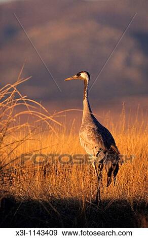 Grus grus Common cranes Gallocanta Teruel Aragon Spain European bird View Large Photo Image Stock Photo - Grus grus Common cranes Gallocanta Teruel Aragon Spain European bird. Fotosearch
