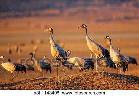 Grus grus Common cranes Gallocanta Teruel Aragon Spain European bird View Large Photo Image Stock Photography - Grus grus Common cranes Gallocanta Teruel Aragon Spain European bird. Fotosearch