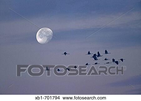 Picture - Grus grus flying at night.. Fotosearch